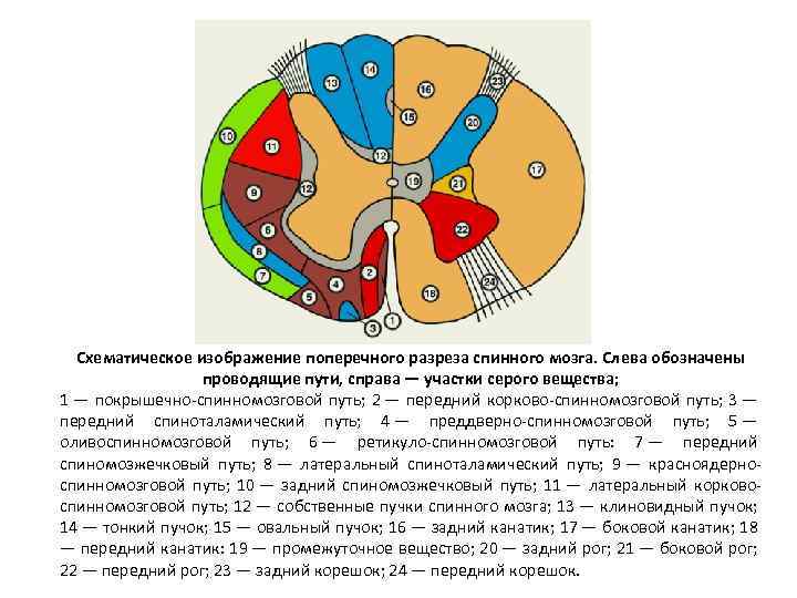 Поперечный разрез спинного мозга рисунок с обозначениями