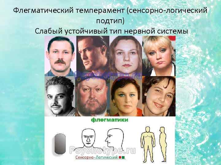 Флегматический темперамент (сенсорно-логический подтип) Слабый устойчивый тип нервной системы 