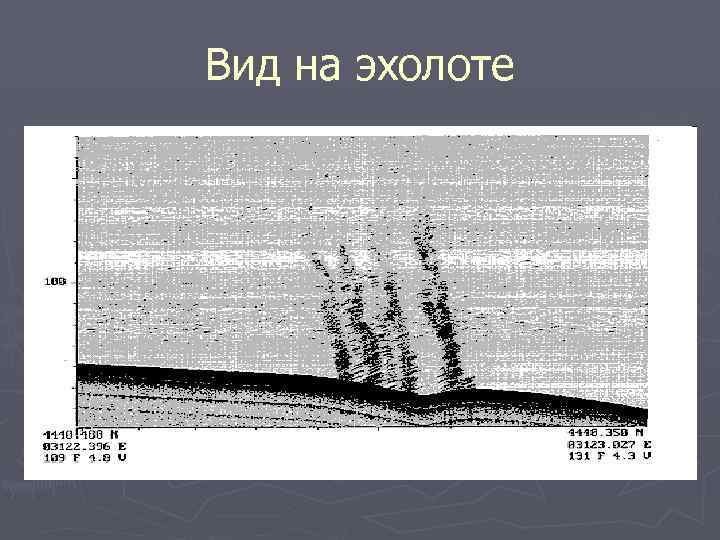 Вид на эхолоте 