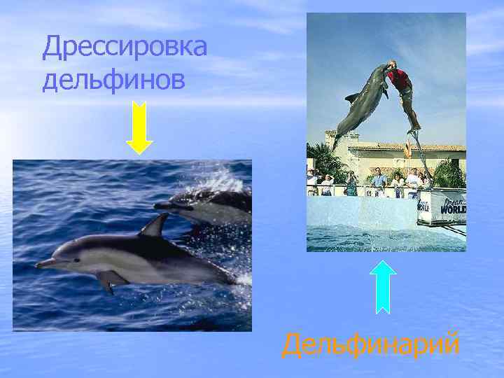 Дрессировка дельфинов Дельфинарий 
