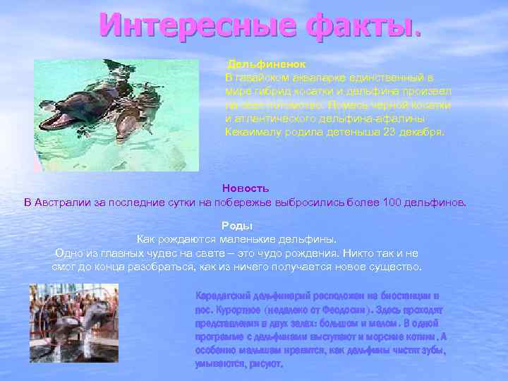 Интересные факты. Дельфиненок В гавайском аквапарке единственный в мире гибрид косатки и дельфина произвел
