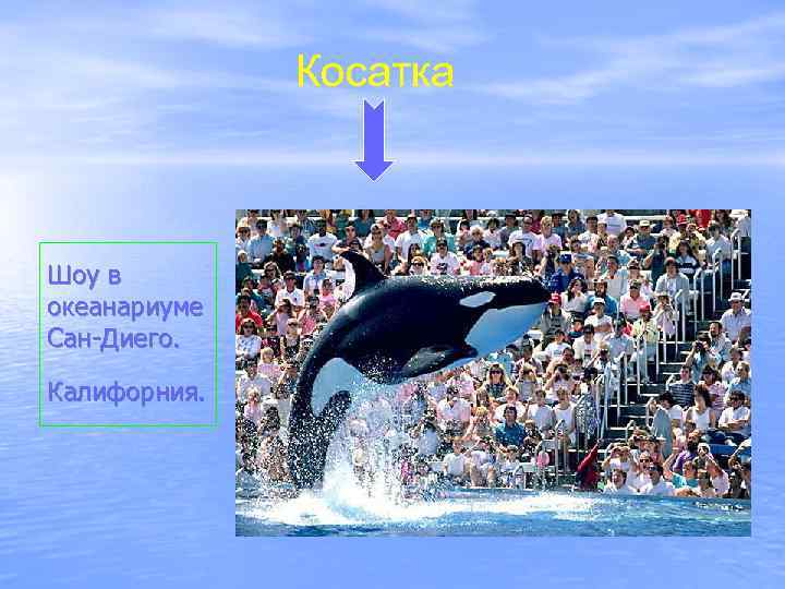 Косатка Шоу в океанариуме Сан-Диего. Калифорния. 