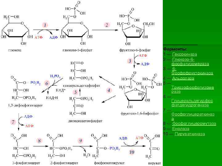 Ферменты: 1 — Гексокиназа 2 — Глюкозо-6 фосфатизомераза 3 — 6 Фосфофруктокиназа 4 —