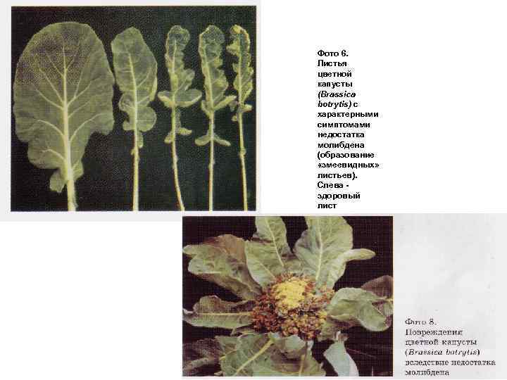Фото 6. Листья цветной капусты (Вrassica botrytis) с характерными симптомами недостатка молибдена (образование «змеевидных»