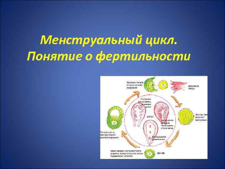 Менструальный цикл. Понятие о фертильности 