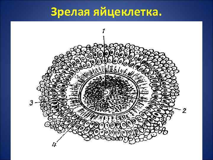 Зрелая яйцеклетка. 