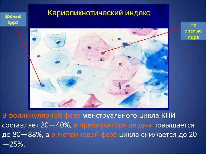 Зрелые ядра Не зрелые ядра В фолликулярной фазе менструального цикла КПИ составляет 20— 40%,