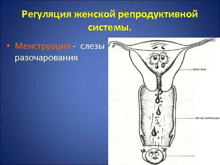 Регуляция женской репродуктивной системы. • Менструация - слезы разочарования 