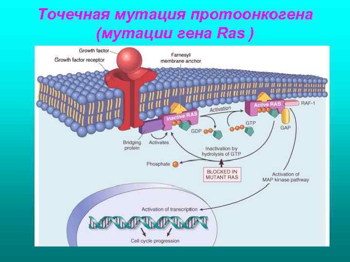 Точечная мутация протоонкогена (мутации гена Ras ) 