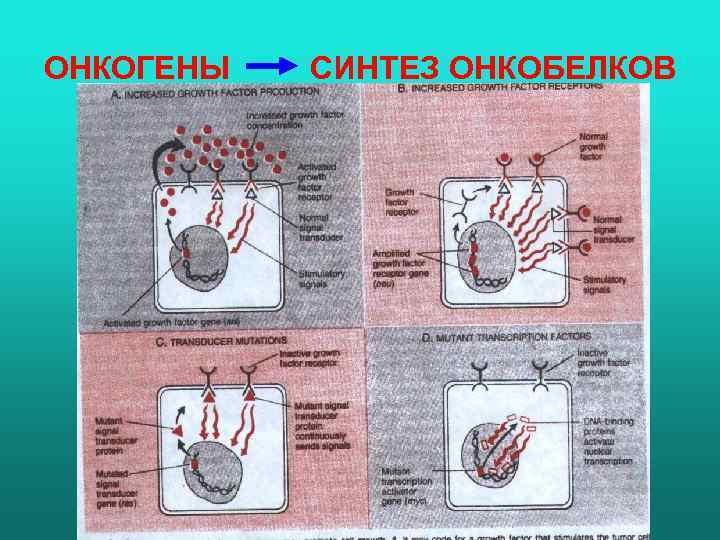 ОНКОГЕНЫ СИНТЕЗ ОНКОБЕЛКОВ 