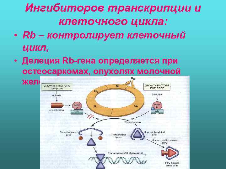 Ингибиторов транскрипции и клеточного цикла: • Rb – контролирует клеточный цикл, • Делеция Rb-гена