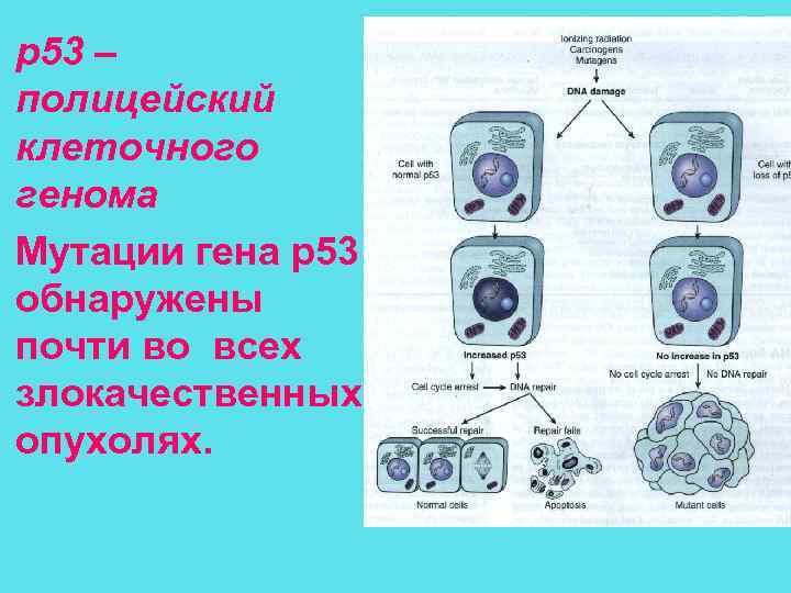  • p 53 – полицейский клеточного генома • Мутации гена р53 обнаружены почти