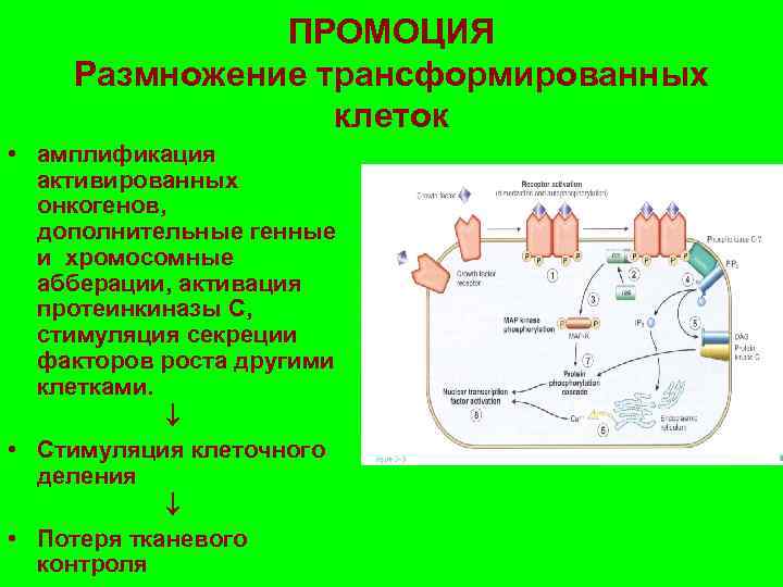 ПРОМОЦИЯ Размножение трансформированных клеток • амплификация активированных онкогенов, дополнительные генные и хромосомные абберации, активация