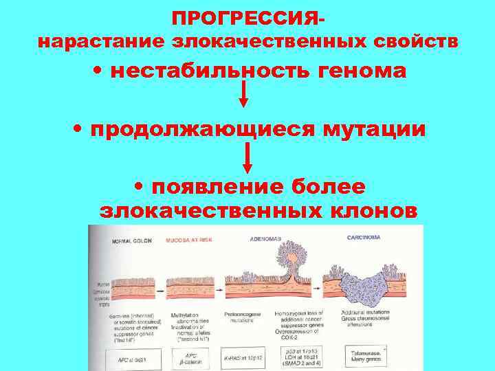 ПРОГРЕССИЯнарастание злокачественных свойств • нестабильность генома • продолжающиеся мутации • появление более злокачественных клонов