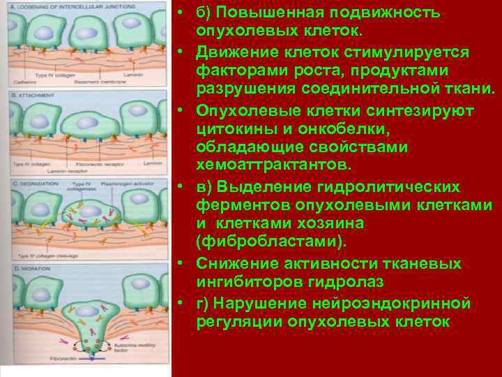  • б) Повышенная подвижность опухолевых клеток. • Движение клеток стимулируется факторами роста, продуктами