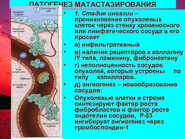 ПАТОГЕНЕЗ МАТАСТАЗИРОВАНИЯ • • • 1. Стадия инвазии – проникновение опухолевых клеток через стенку