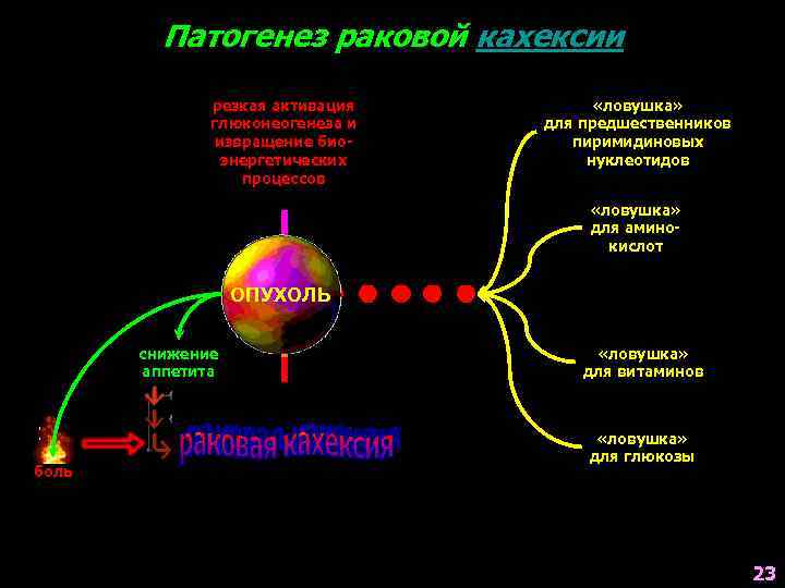 Патогенез раковой кахексии резкая активация глюконеогенеза и извращение биоэнергетических процессов «ловушка» для предшественников пиримидиновых