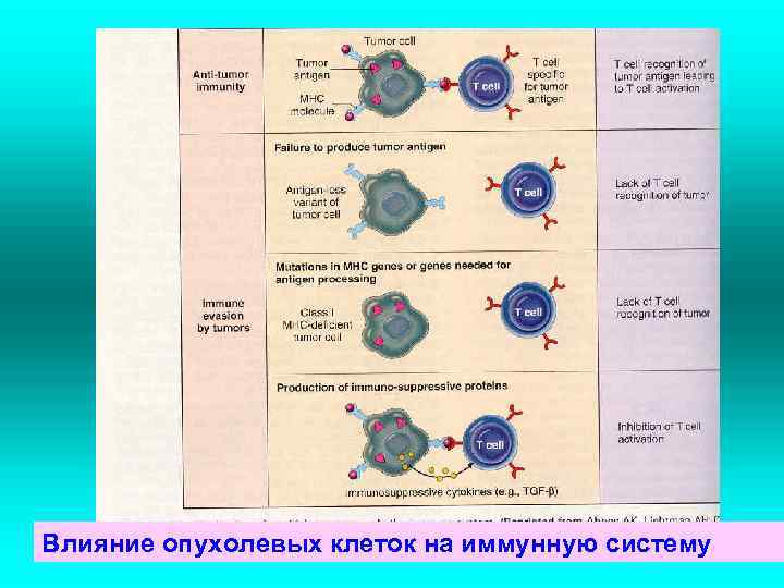 Влияние опухолевых клеток на иммунную систему 