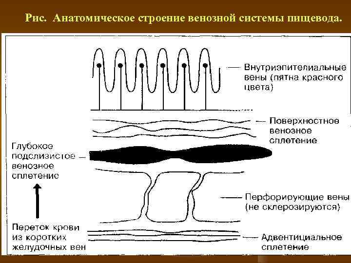 Рис. Анатомическое строение венозной системы пищевода. 