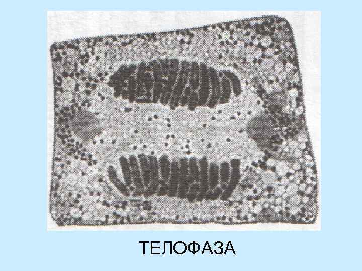ТЕЛОФАЗА 