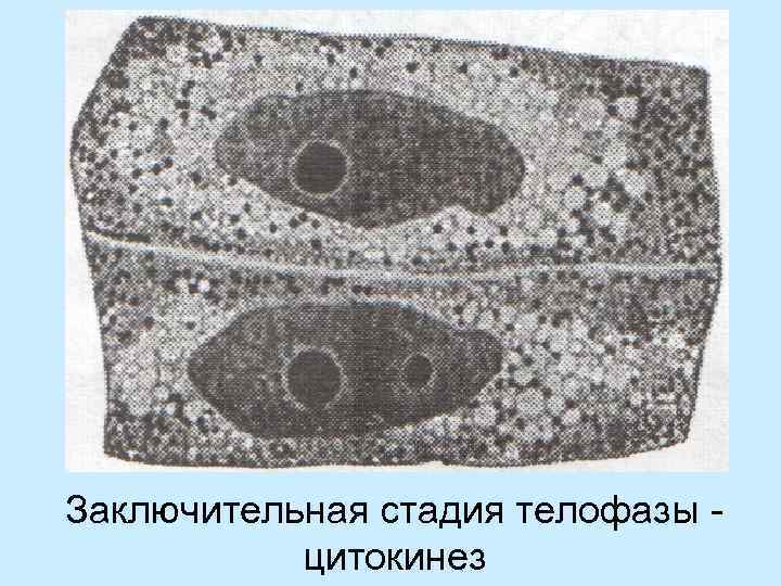 Заключительная стадия телофазы цитокинез 