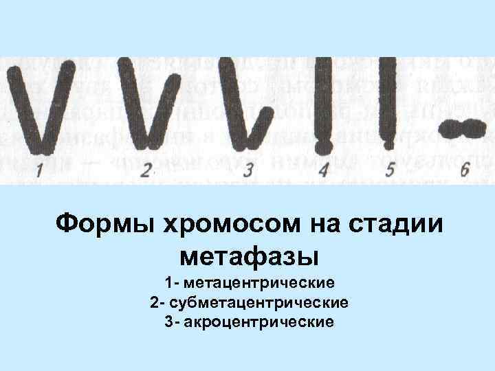 Формы хромосом. Метацентрические субметацентрические акроцентрические. Акроцентрические акроцентрические хромосомы. Субметацентрическая хромосома.