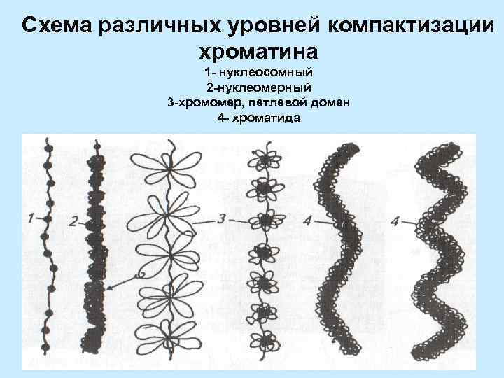 Уровень компактизации днк в хромосоме представленный на схеме