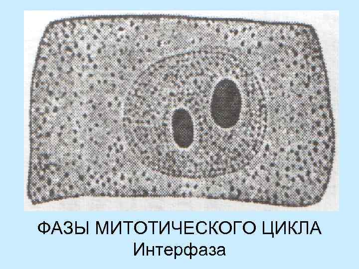 ФАЗЫ МИТОТИЧЕСКОГО ЦИКЛА Интерфаза 