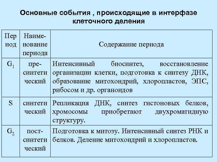 В интерфазе жизненного цикла клетки происходит