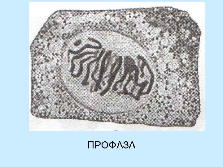 Профаза ПРОФАЗА 
