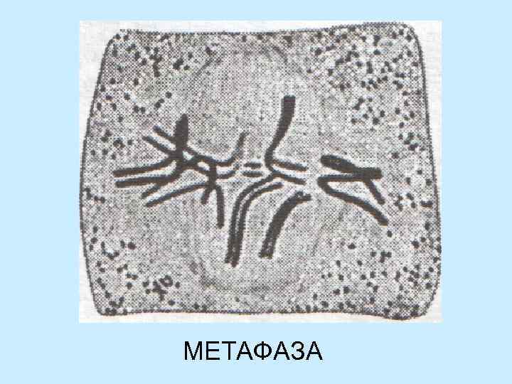 МЕТАФАЗА 