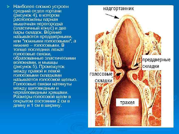 Образование голоса. Аппарат голосообразования. Голосовой аппарат человека ложные связки. Механизм голосообразования анатомия. Истинные голосовые складки состоят из.