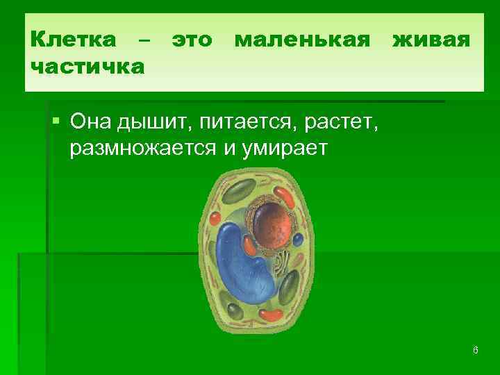 Клетка – это маленькая живая частичка § Она дышит, питается, растет, размножается и умирает