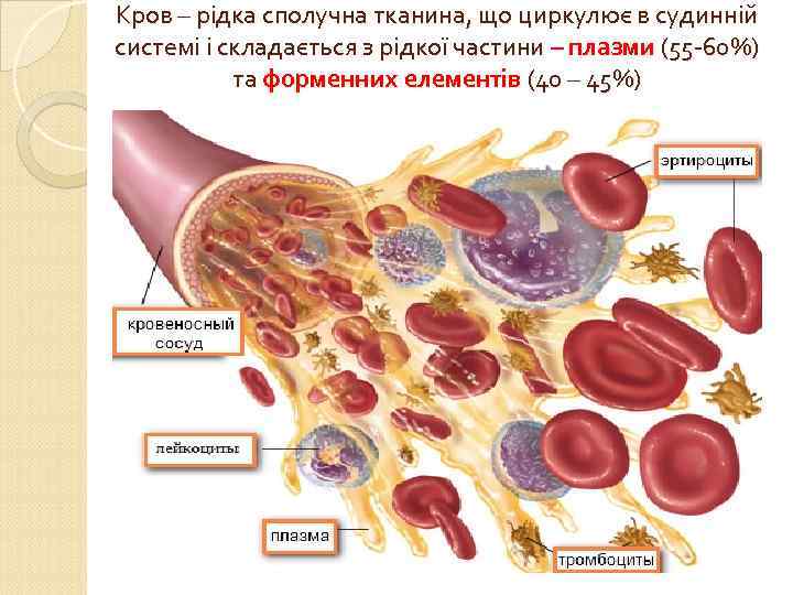 Кров – рідка сполучна тканина, що циркулює в судинній системі і складається з рідкої