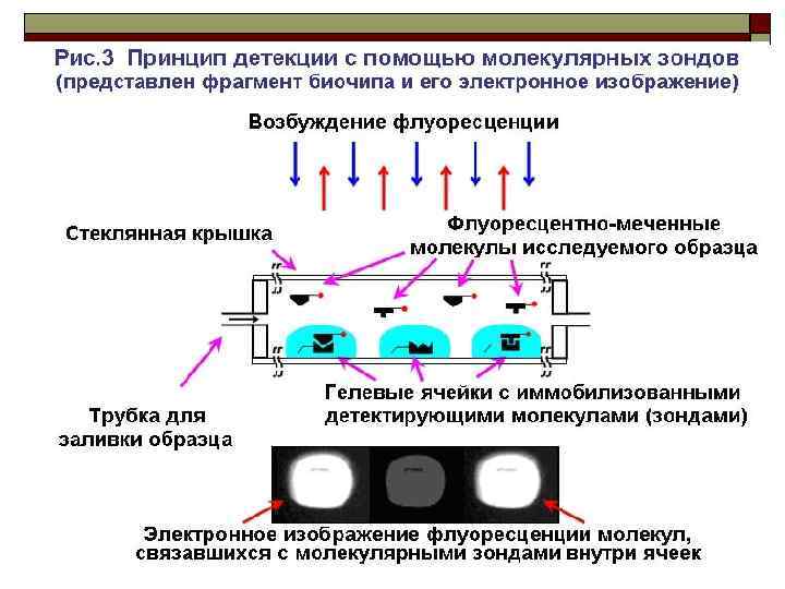 Иммуносенсорные методы презентация