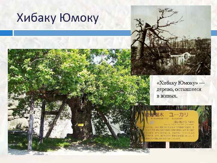Хибаку Юмоку «Хибаку Юмоку» — дерево, оставшееся в живых. 