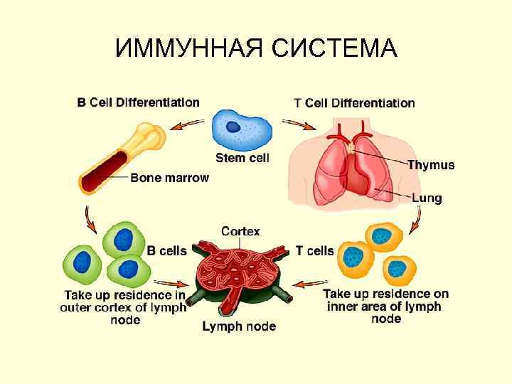 ИММУННАЯ СИСТЕМА 