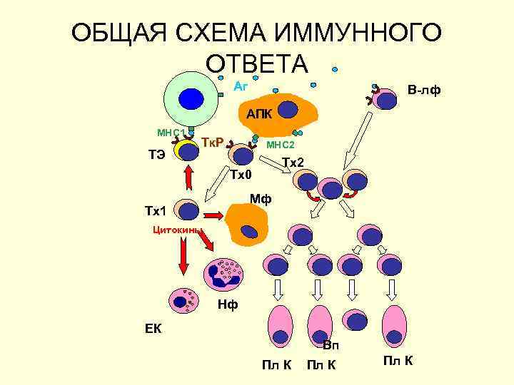 Виды иммунного ответа схема