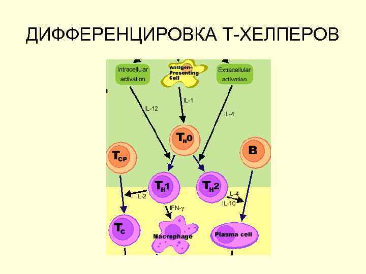 ДИФФЕРЕНЦИРОВКА Т-ХЕЛПЕРОВ 