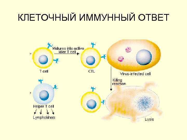 КЛЕТОЧНЫЙ ИММУННЫЙ ОТВЕТ 