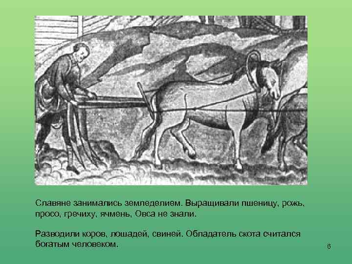 Славяне занимались земледелием. Выращивали пшеницу, рожь, просо, гречиху, ячмень, Овса не знали. Разводили коров,