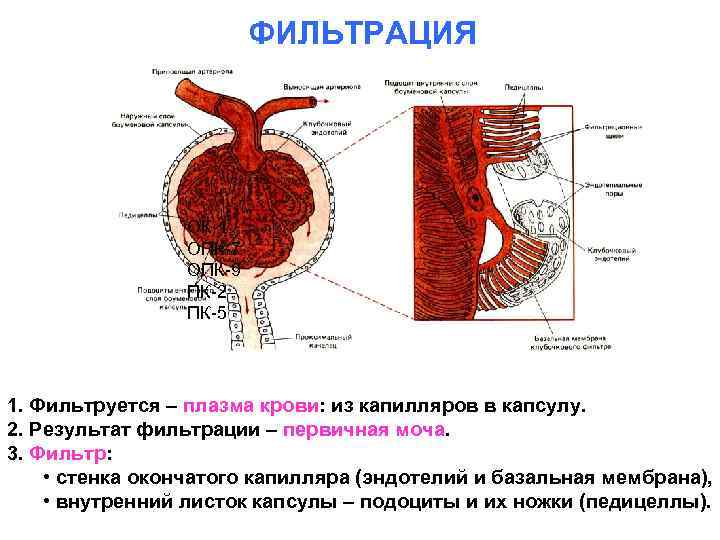ФИЛЬТРАЦИЯ ОК-1 ОПК-7 ОПК-9 ПК-2 ПК-5 1. Фильтруется – плазма крови: из капилляров в