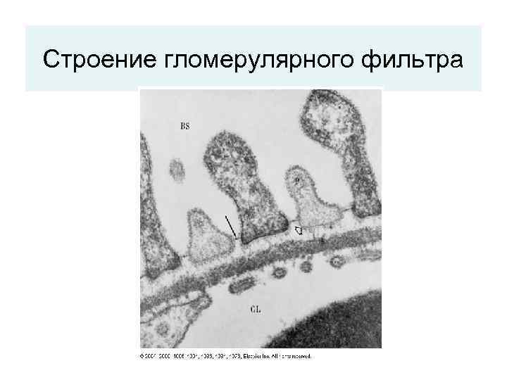 Строение гломерулярного фильтра 