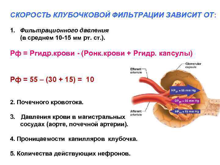 СКОРОСТЬ КЛУБОЧКОВОЙ ФИЛЬТРАЦИИ ЗАВИСИТ ОТ: 1. Фильтрационного давления (в среднем 10 -15 мм рт.