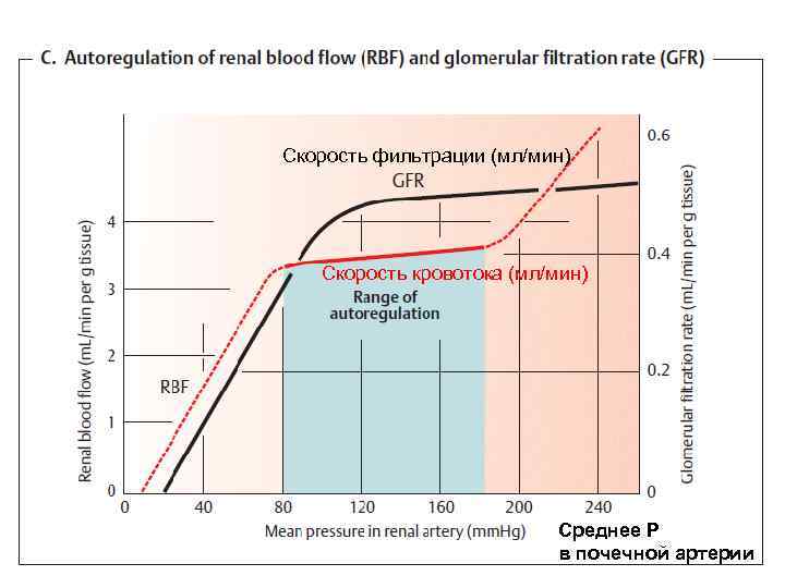Скорость фильтрации (мл/мин) Скорость кровотока (мл/мин) Среднее Р в почечной артерии 