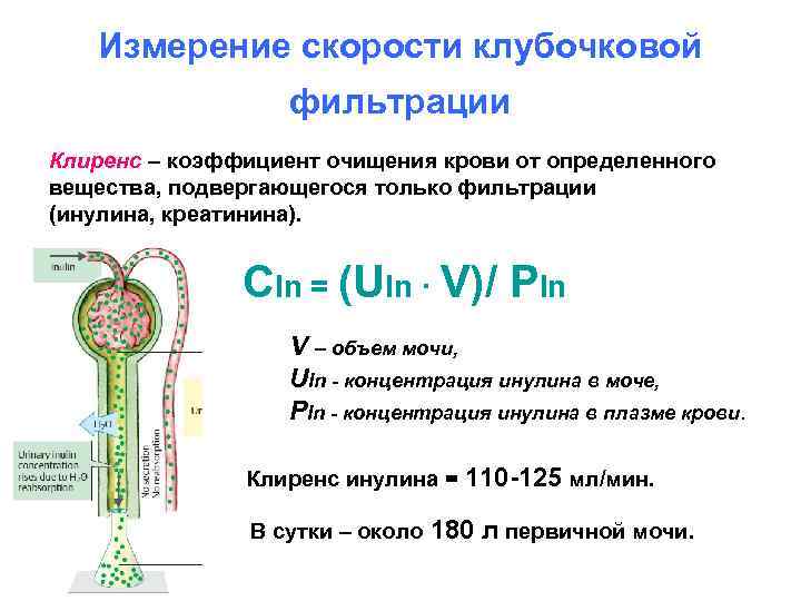 Измерение скорости клубочковой фильтрации Клиренс – коэффициент очищения крови от определенного вещества, подвергающегося только