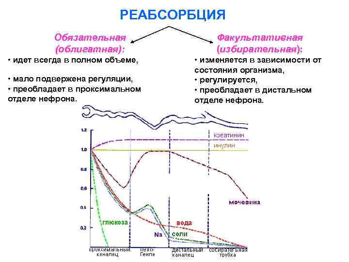 РЕАБСОРБЦИЯ Обязательная (облигатная): • идет всегда в полном объеме, • мало подвержена регуляции, •