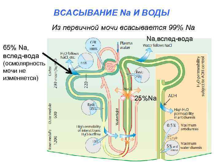 ВСАСЫВАНИЕ Na И ВОДЫ Из первичной мочи всасывается 99% Na Na, вслед-вода 65% Na,