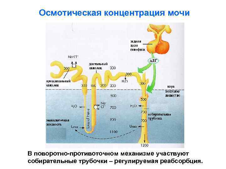 Осмотическая концентрация мочи В поворотно-противоточном механизме участвуют собирательные трубочки – регулируемая реабсорбция. 