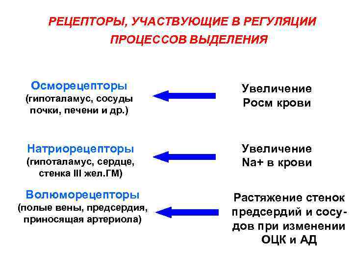 РЕЦЕПТОРЫ, УЧАСТВУЮЩИЕ В РЕГУЛЯЦИИ ПРОЦЕССОВ ВЫДЕЛЕНИЯ Осморецепторы (гипоталамус, сосуды почки, печени и др. )